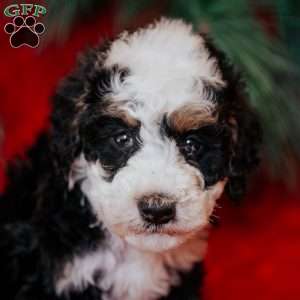 Bixie, Mini Bernedoodle Puppy